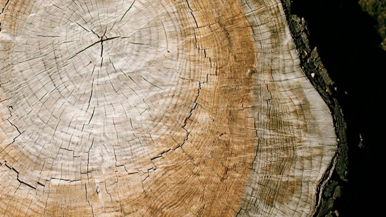 Know your strengths - cut tree trunk showing rings within